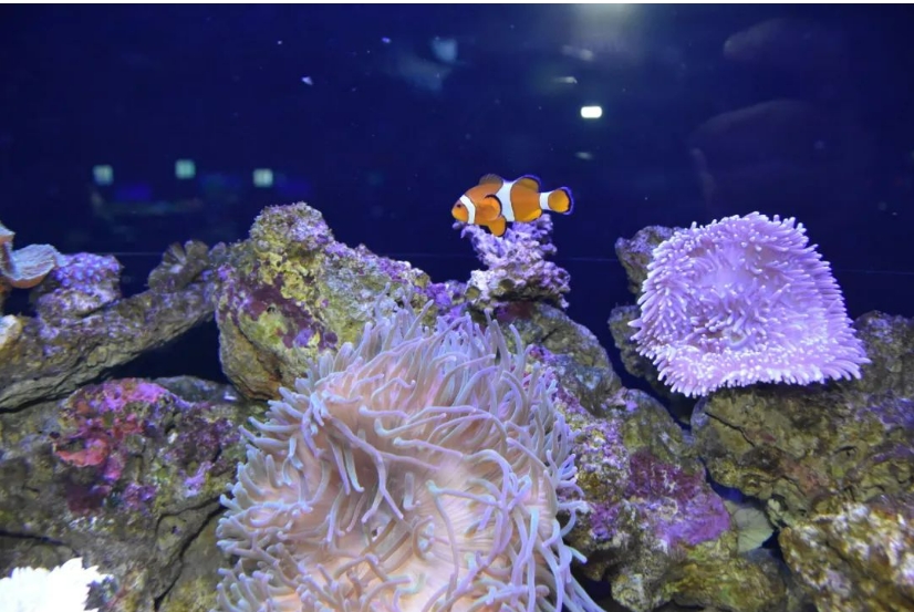 自然探索暑假营——探秘神奇动物之旅